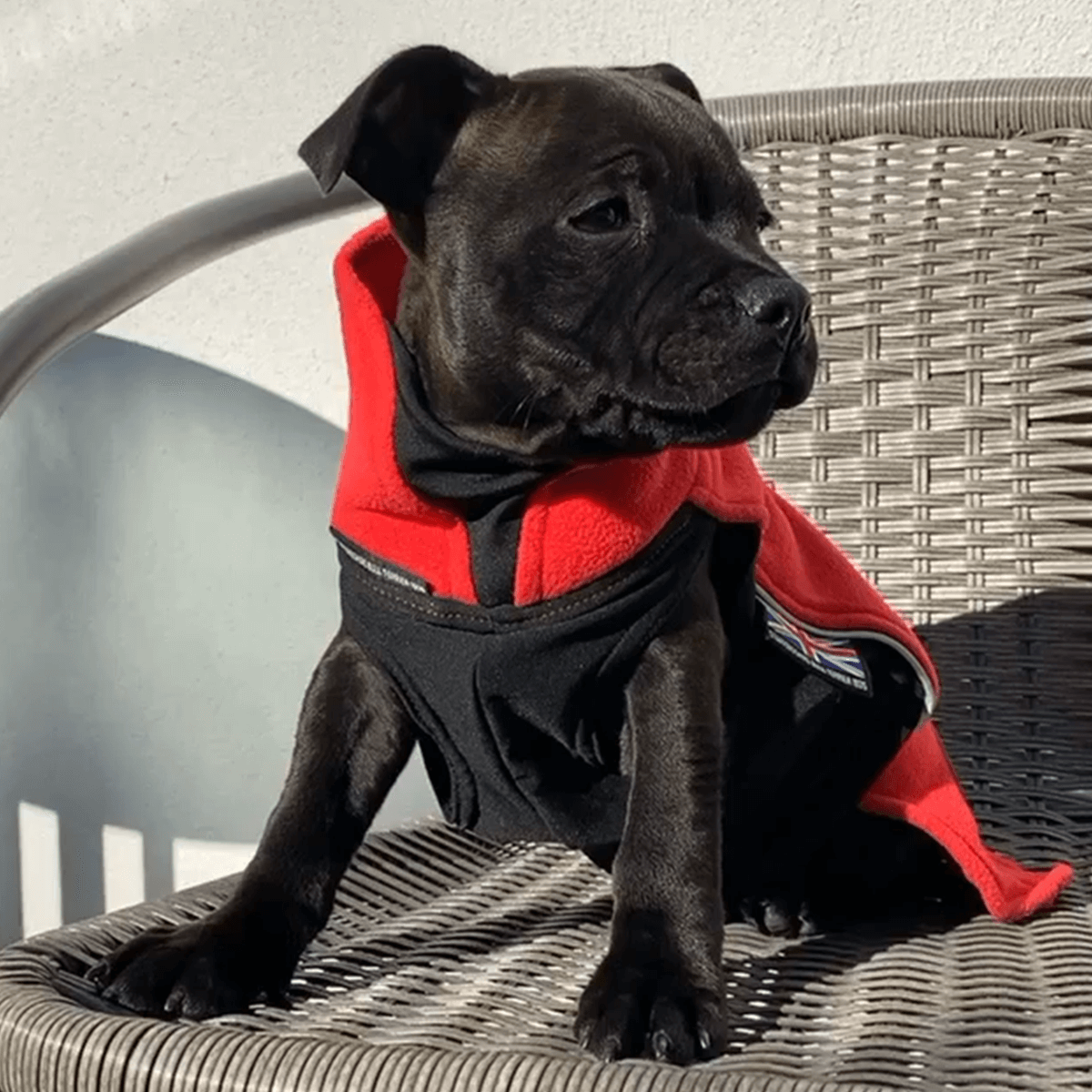Staffordshire Bull Terrier 1935® Valp Fleecetäcke - Röd