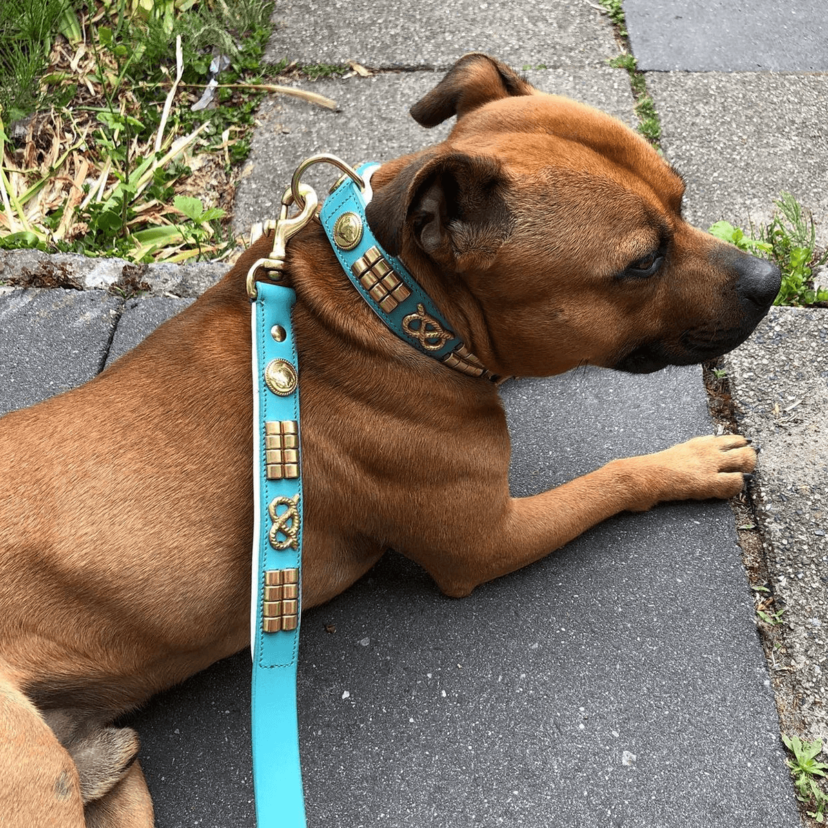Staffordshire Bull Terrier 1935® Läderhalsband & Koppel Set - Jefferson - Turkos/guld