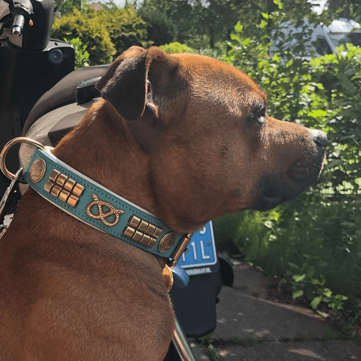 Staffordshire Bull Terrier 1935® Läderhalsband & Koppel Set - Jefferson - Turkos/guld