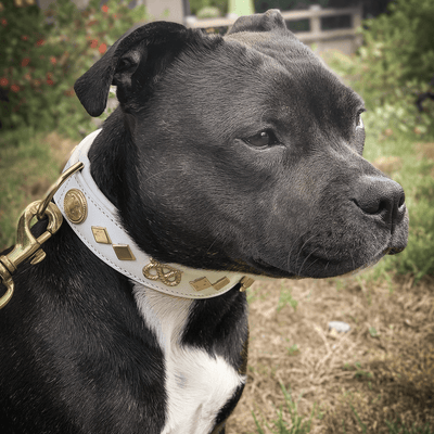 Staffordshire Bull Terrier 1935® Läderhalsband & Koppel Set - Gentleman Jim - Vit/guld