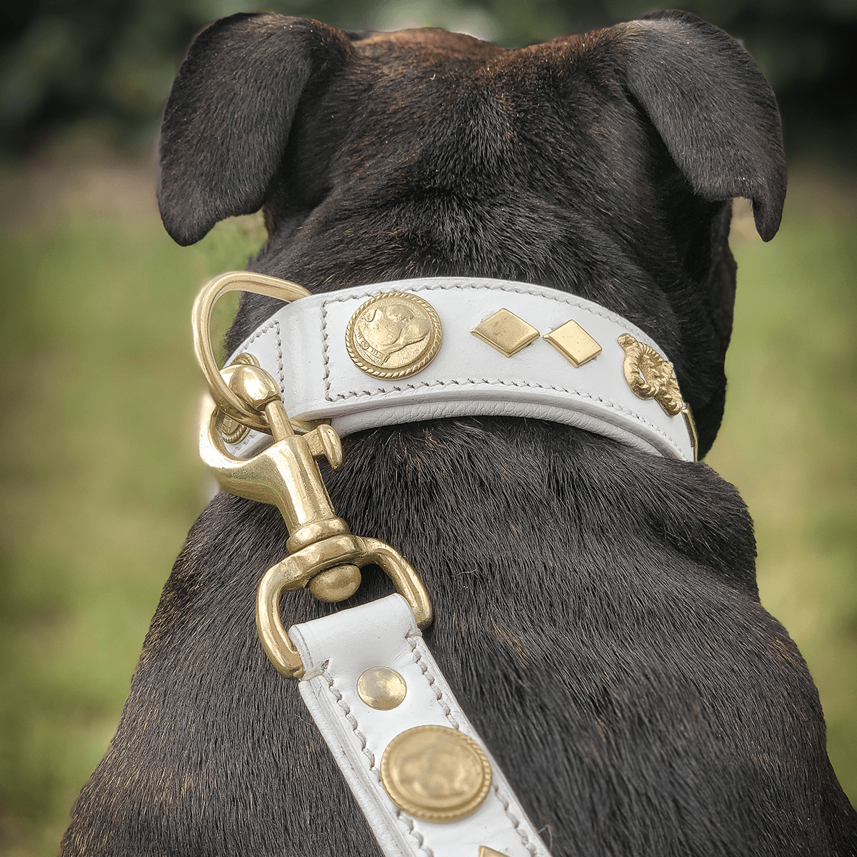 Staffordshire Bull Terrier 1935® Läderhalsband & Koppel Set - Gentleman Jim - Vit/guld