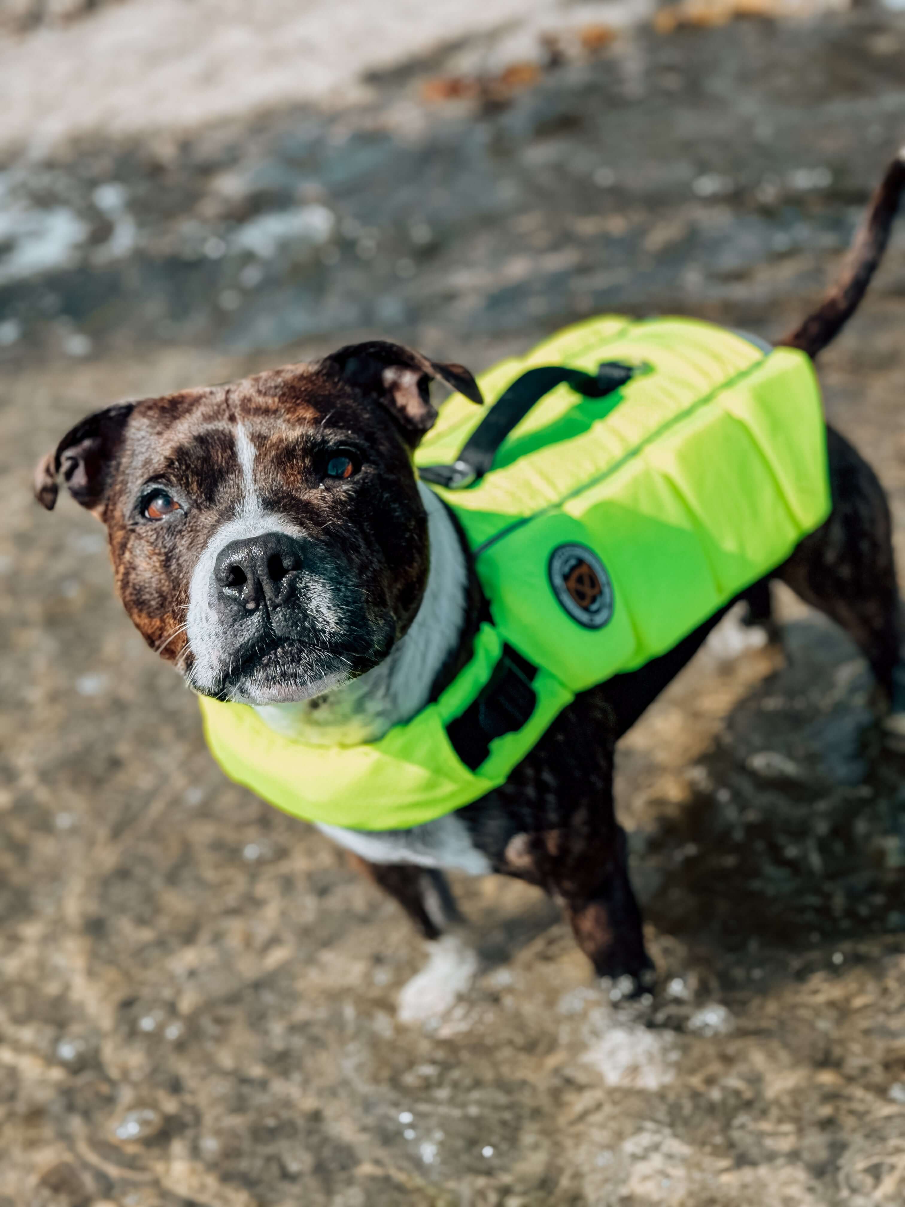 New Staffy Life Jacket is here!