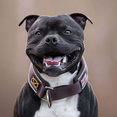 Staffordshire Bull Terrier Martingale Collar