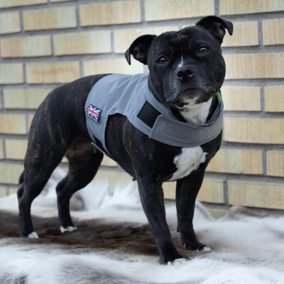 Staffordshire Bull Terrier Reflective Vest