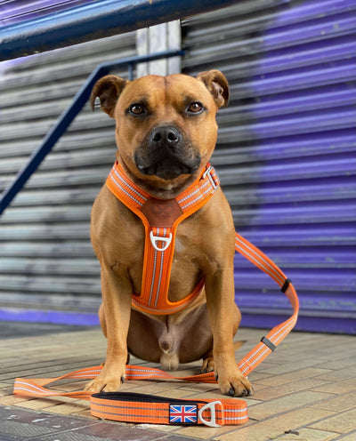 Staffordshire Bull Terrier Harness & Leash Set