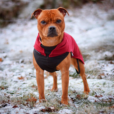 Staffordshire Bull Terrier Fleece Coats