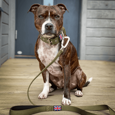 Staffordshire Bull Terrier Nylon Leash