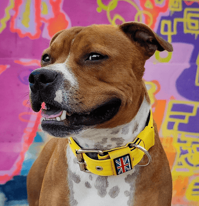 Staffordshire Bull Terrier Nylon Collar