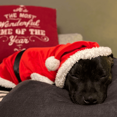 Staffordshire Bull Terrier Santa Suit