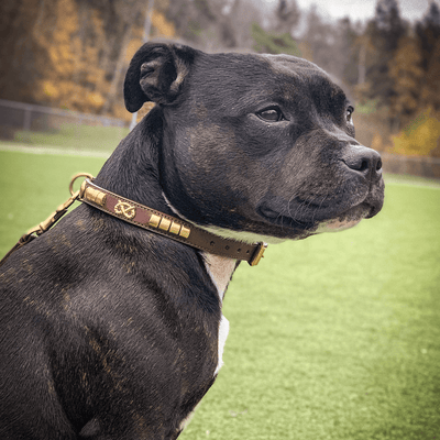 Staffordshire Bull Terrier Show Collar & Leash Set