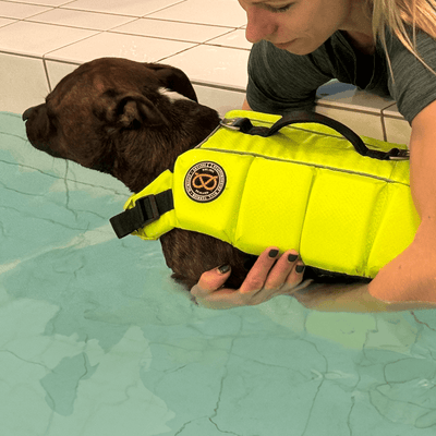 Staffordshire Bull Terrier Life Jacket