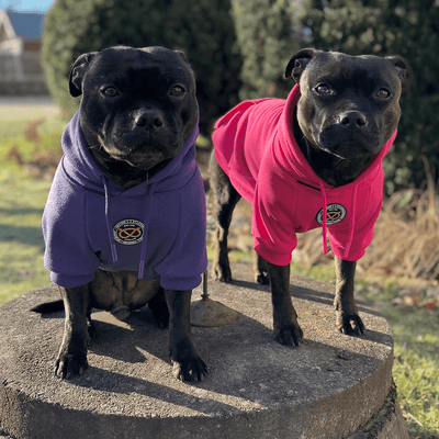 Staffordshire Bull Terrier Hoodies