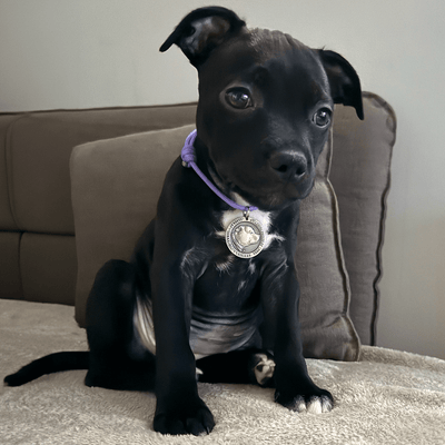 Staffordshire Bull Terrier Puppy Nametag