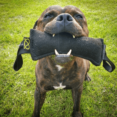 Staffordshire Bull Terrier Tug Toy