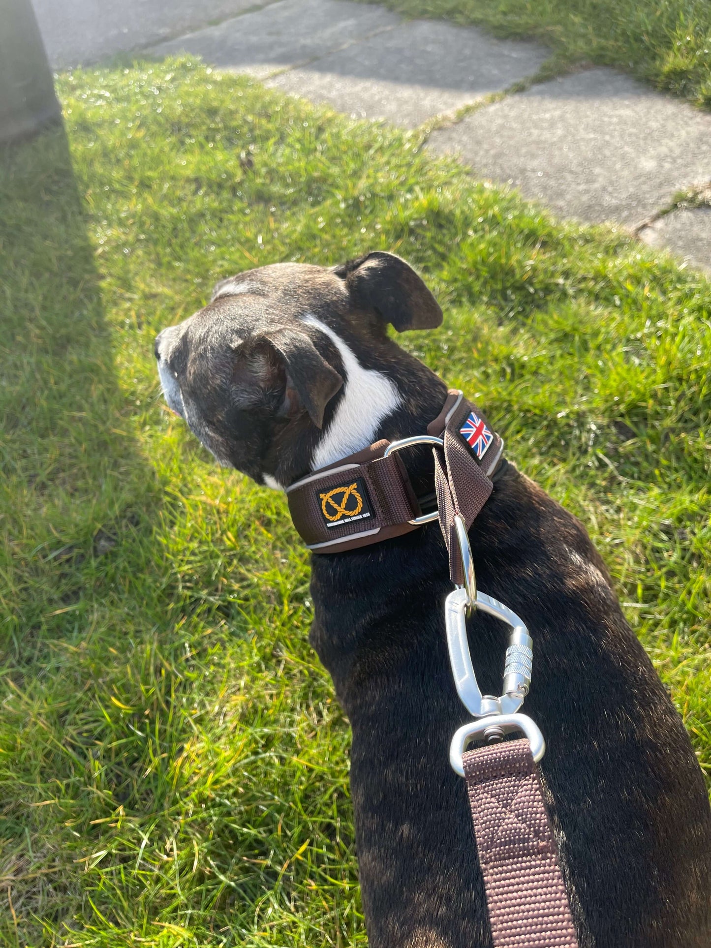 Staffordshire Bull Terrier 1935® Nylon Leash - Chocolate - Carabiner