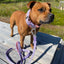 Staffordshire Bull Terrier 1935® Nylon Leash - Little Blue Edition - Baby Lilac & Baby Pink - Carabiner