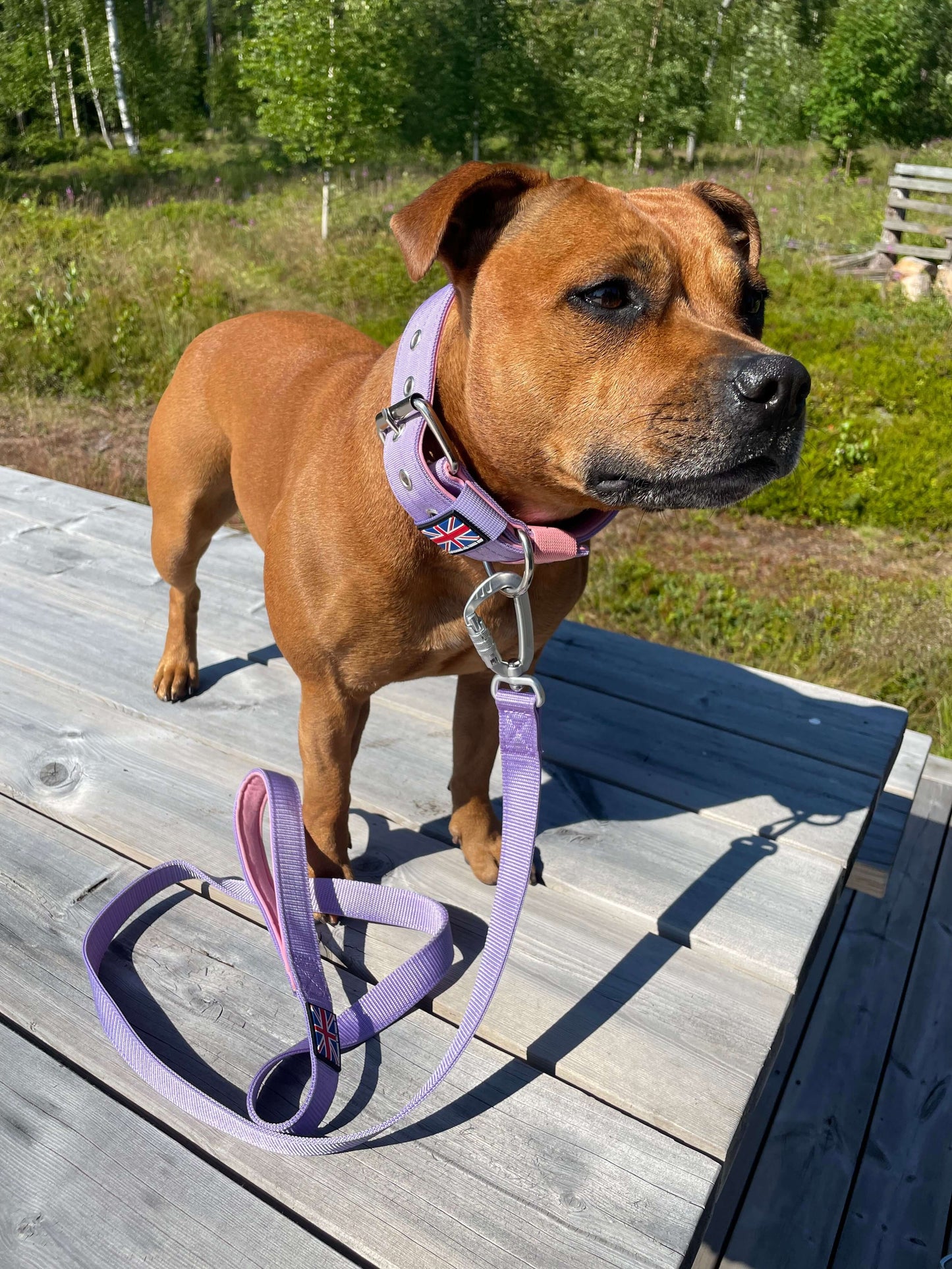 Staffordshire Bull Terrier 1935® Nylon Leash - Little Blue Edition - Baby Lilac & Baby Pink - Carabiner