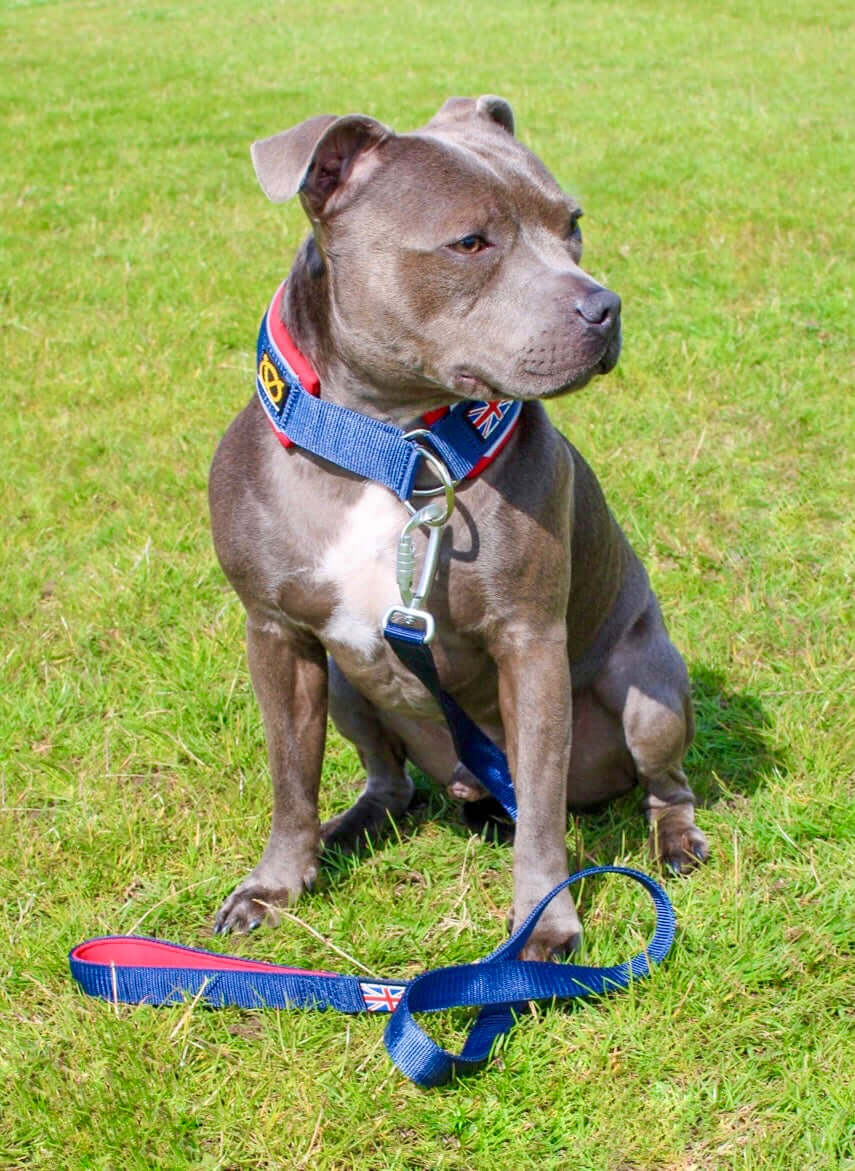 Staffordshire Bull Terrier 1935® Nylon Leash - Huey Union Jack Edition - Navy Blue & Burgundy - Carabiner