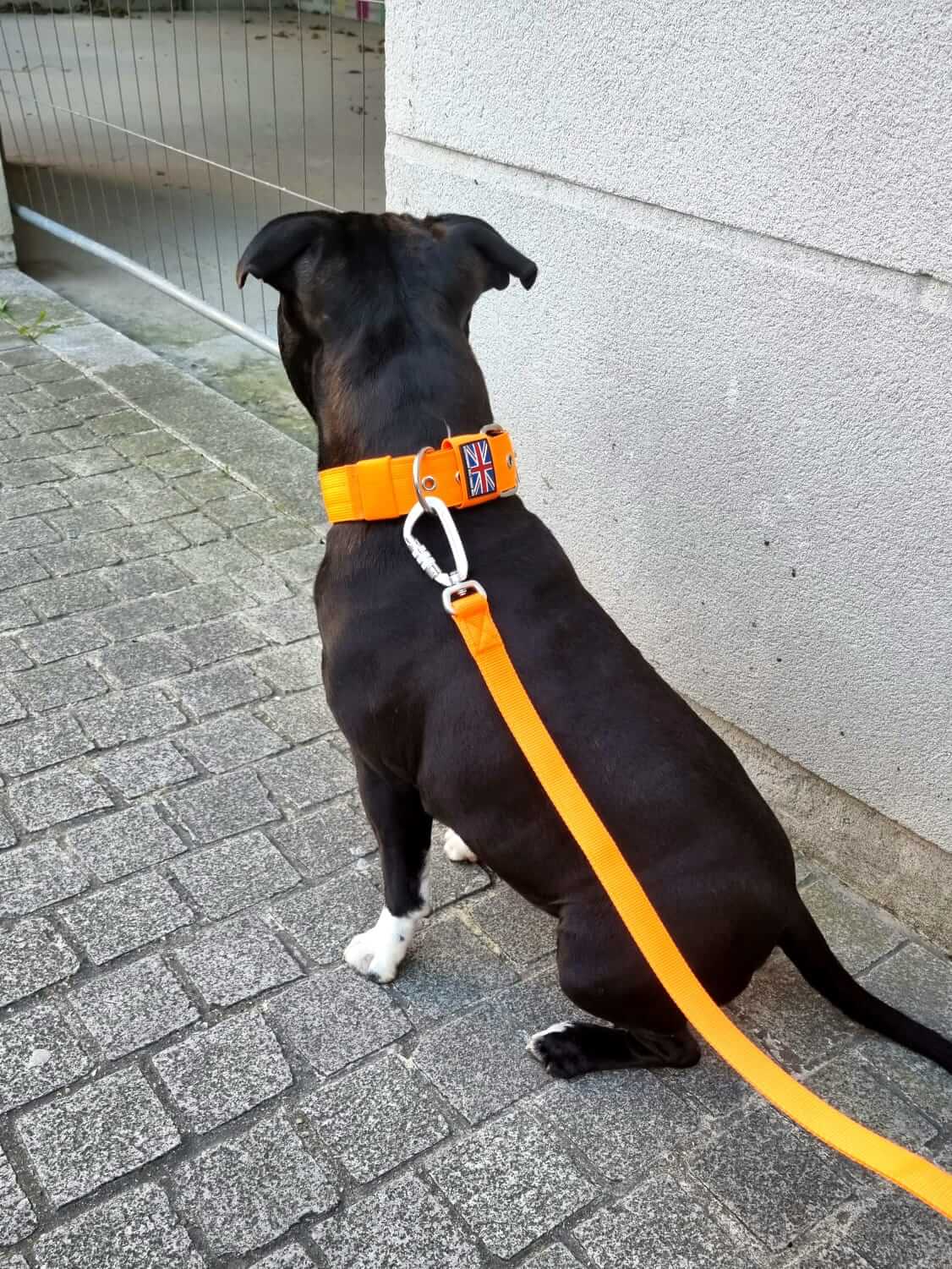 Staffordshire Bull Terrier 1935® Nylon Leash - Orange - Carabiner