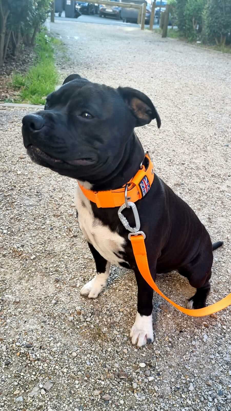 Staffordshire Bull Terrier 1935® Nylon Leash - Orange - Carabiner