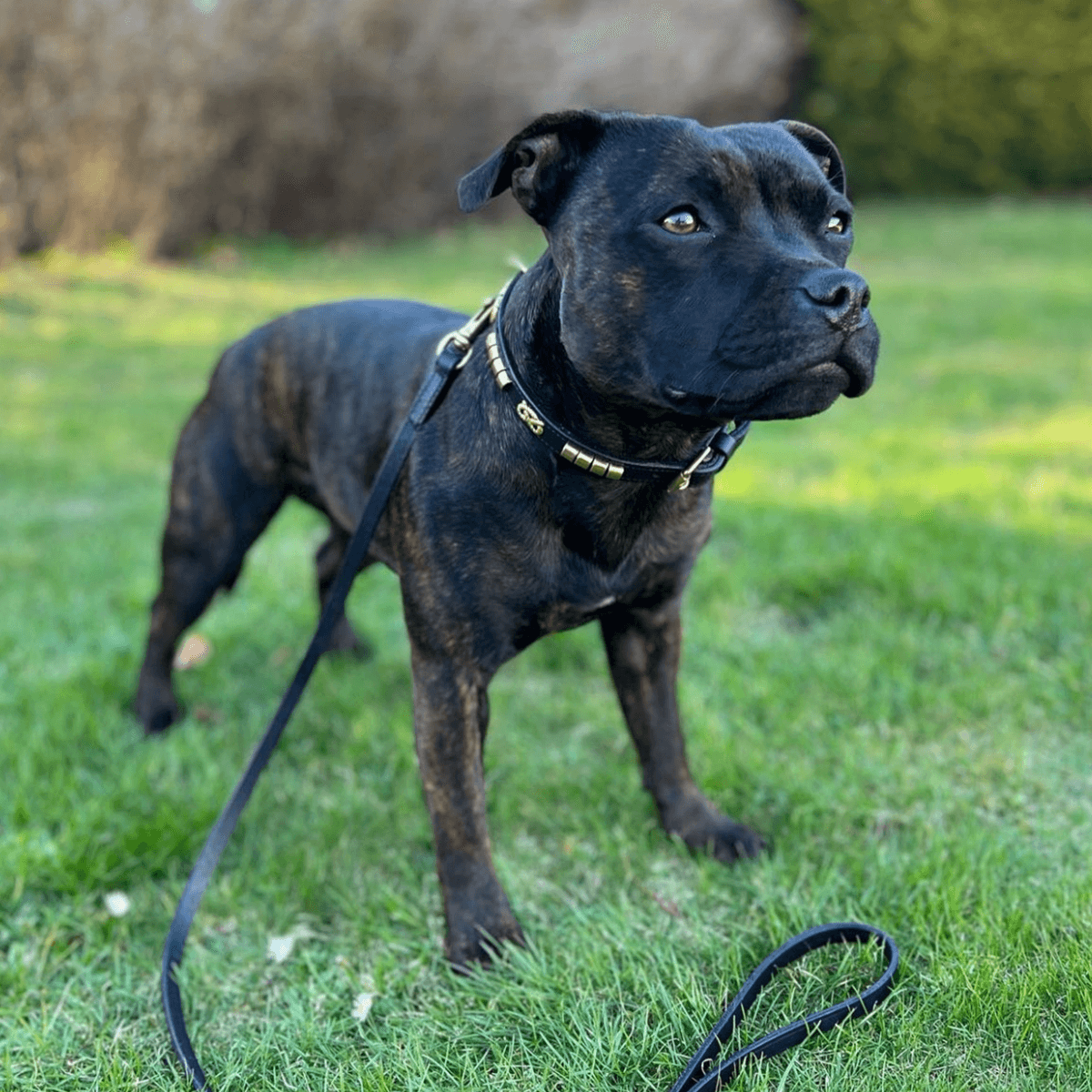 Staffordshire Bull Terrier Show Collar & Leash Set - Staffordshire Bull Terrier 1935®