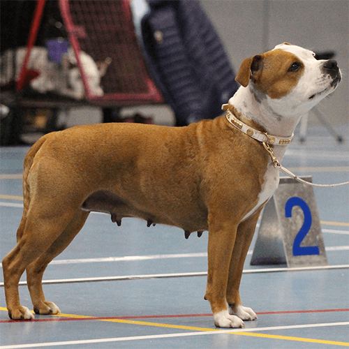 Staffordshire Bull Terrier Show Collar & Leash Set - Staffordshire Bull Terrier 1935®