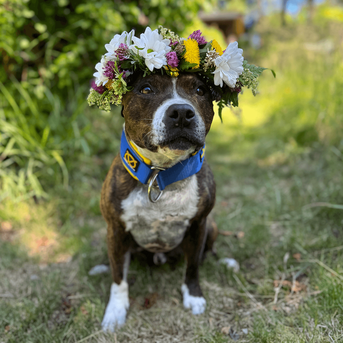 Staffordshire Bull Terrier 1935® Martingale Halsband - Sverige Edition - Blå & Gul