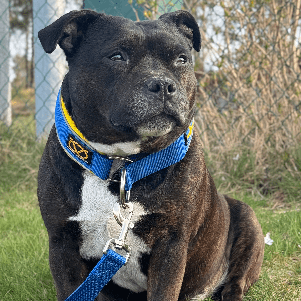 Staffordshire Bull Terrier 1935® Martingale Halsband - Sverige Edition - Blå & Gul