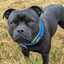 Staffordshire Bull Terrier 1935® Martingale Halsband - Sverige Edition - Blå & Gul
