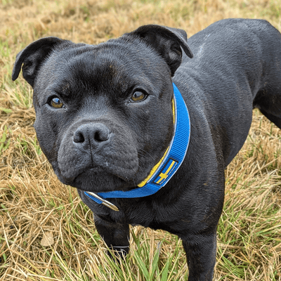 Staffordshire Bull Terrier 1935® Collier Martingale - Édition Sweden - Bleu Royal et Jaune