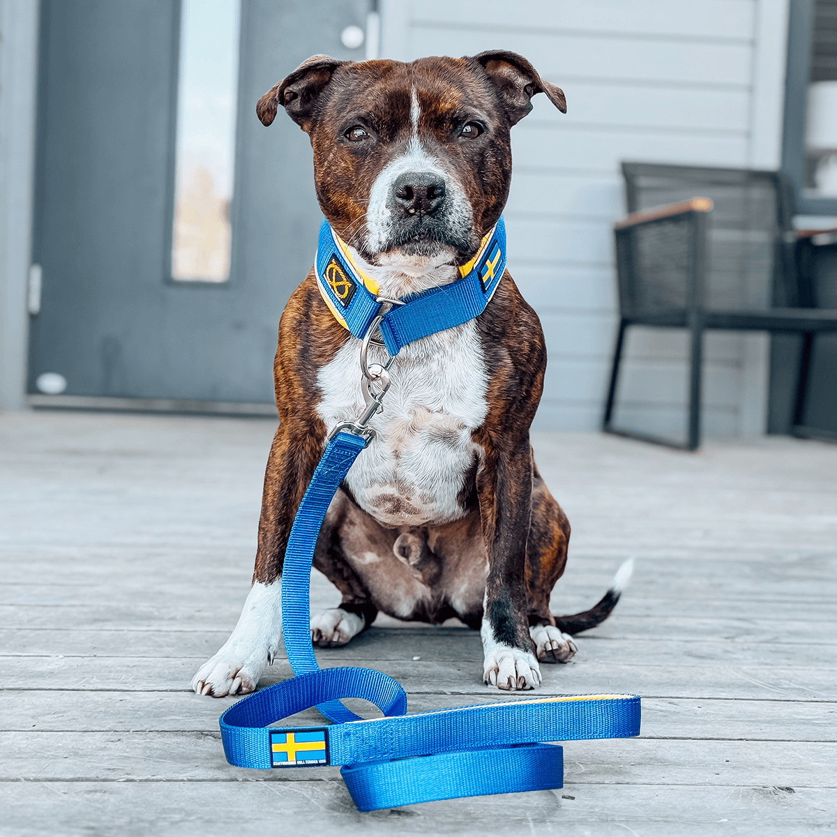 Staffordshire Bull Terrier 1935® Martingale Halsband - Sverige Edition - Blå & Gul