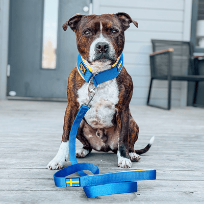 Staffordshire Bull Terrier 1935® Collier Martingale - Édition Sweden - Bleu Royal et Jaune