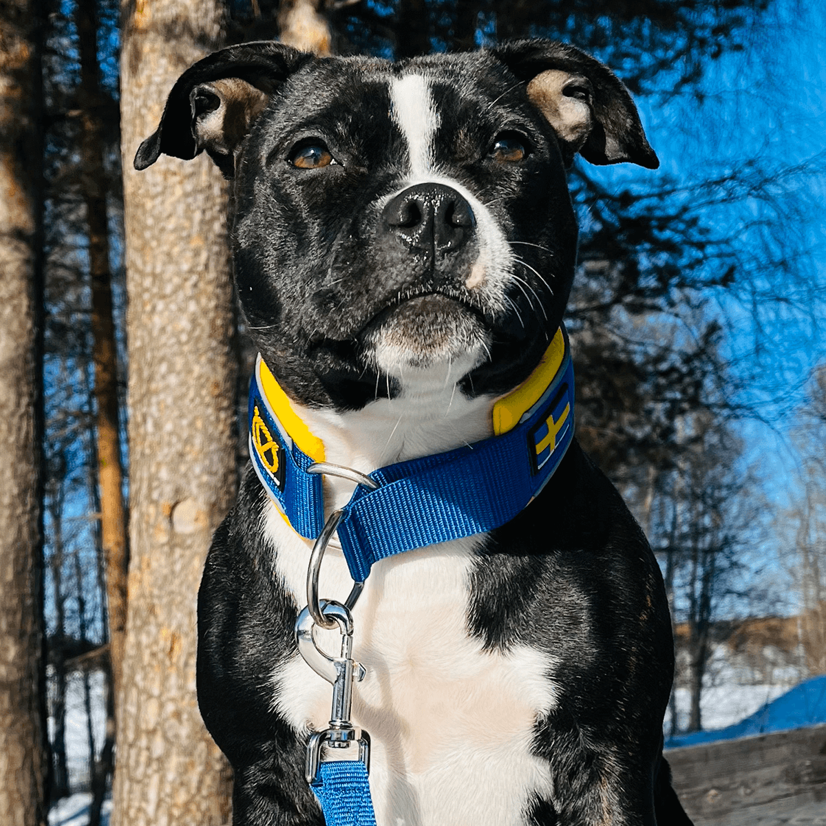 Staffordshire Bull Terrier 1935® Martingale Halsband - Sverige Edition - Blå & Gul