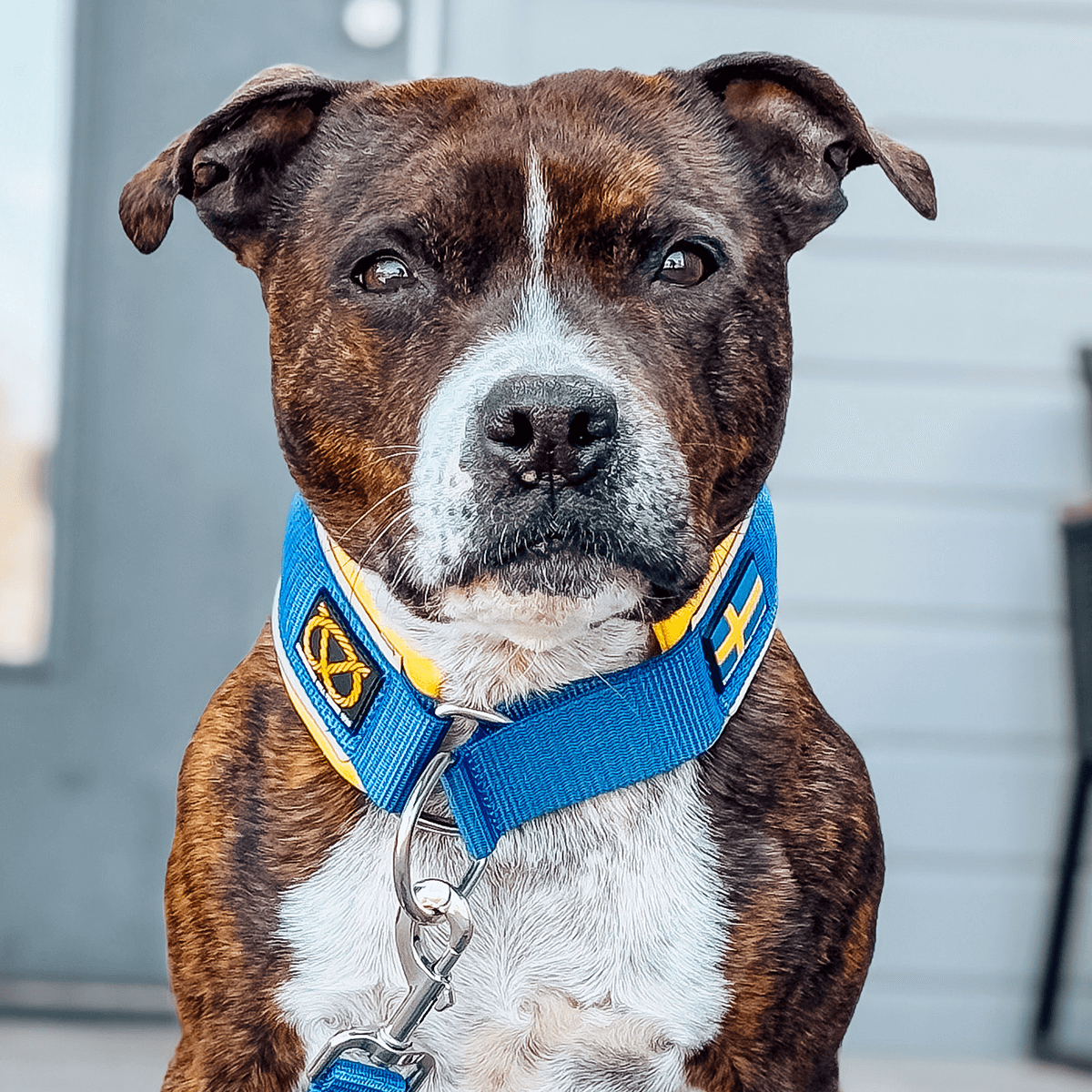 Staffordshire Bull Terrier 1935® Martingale Halsband - Sverige Edition - Blå & Gul