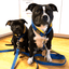 Staffordshire Bull Terrier 1935® Martingale Halsband - Sverige Edition - Blå & Gul