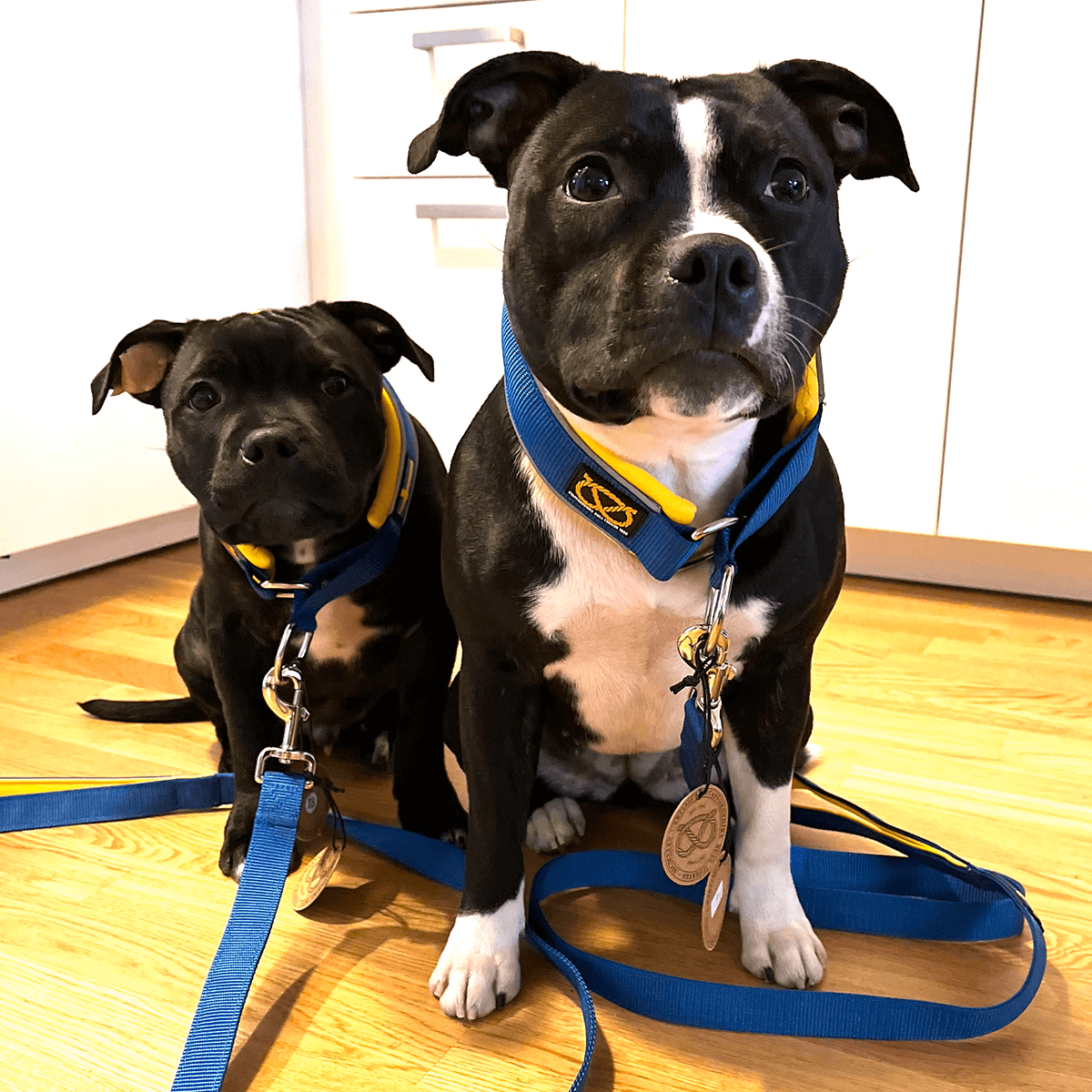 Staffordshire Bull Terrier 1935® Martingale Halsband - Sverige Edition - Blå & Gul
