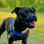 Staffordshire Bull Terrier 1935® Martingale Halsband - Sverige Edition - Blå & Gul