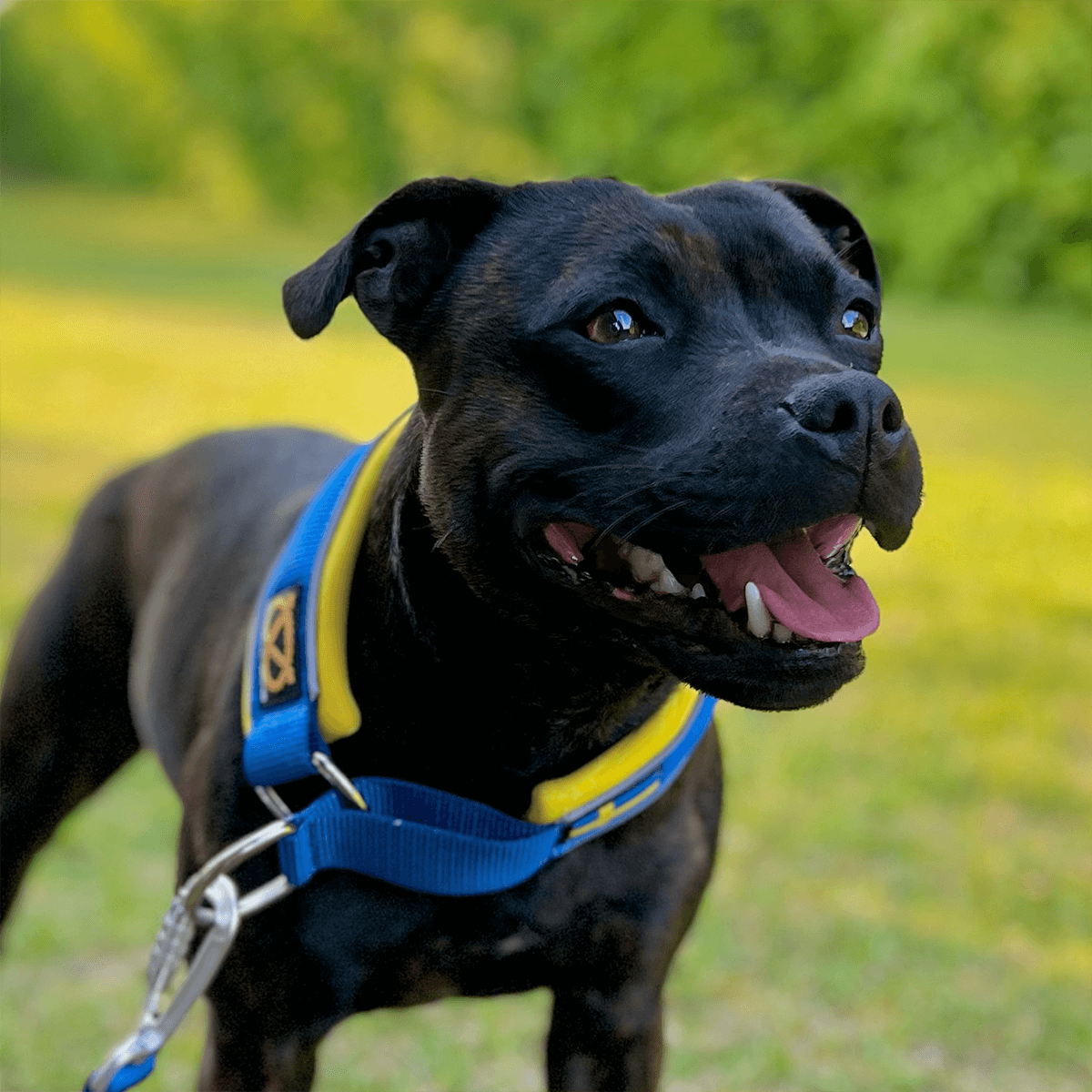 Staffordshire Bull Terrier 1935® Martingale Halsband - Sverige Edition - Blå & Gul