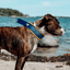 Staffordshire Bull Terrier 1935® Martingale Halsband - Sverige Edition - Blå & Gul