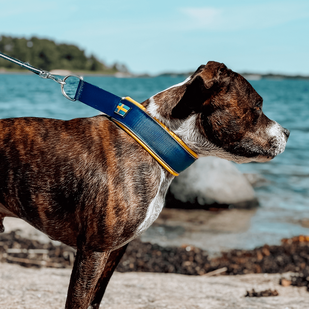 Staffordshire Bull Terrier 1935® Martingale Halsband - Sverige Edition - Blå & Gul