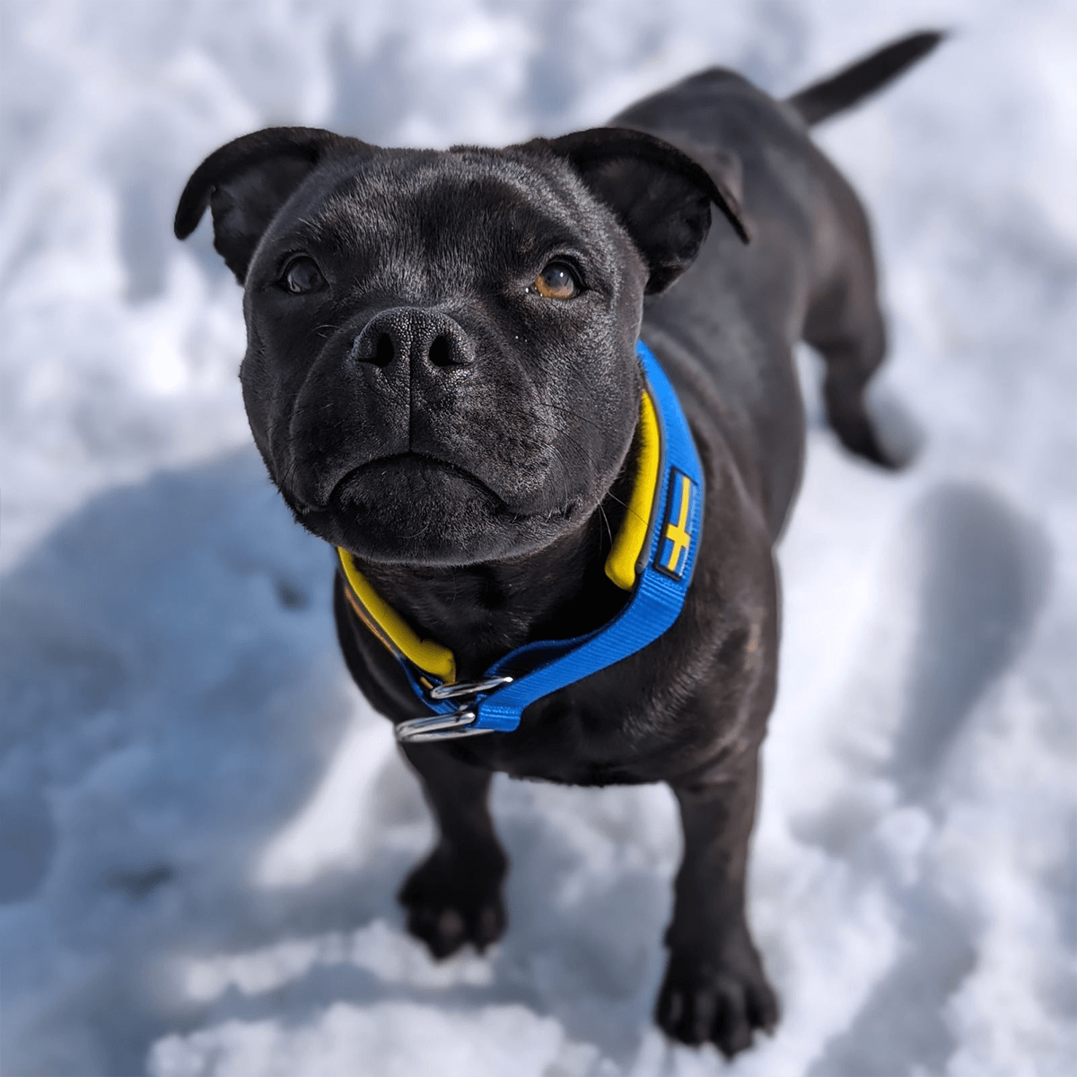 Staffordshire Bull Terrier 1935® Martingale Halsband - Sverige Edition - Blå & Gul