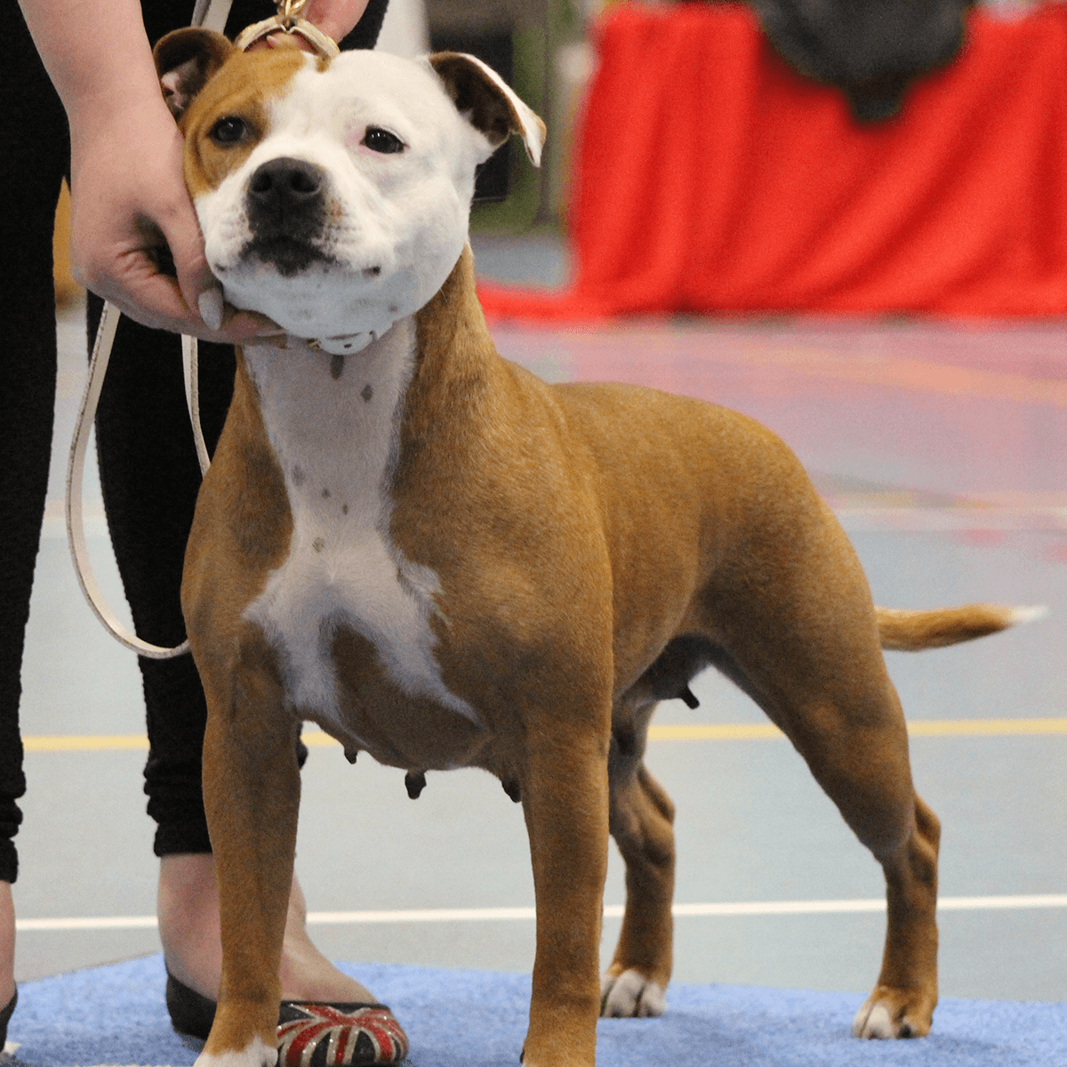 Staffordshire Bull Terrier Show Collar & Leash Set - Staffordshire Bull Terrier 1935®