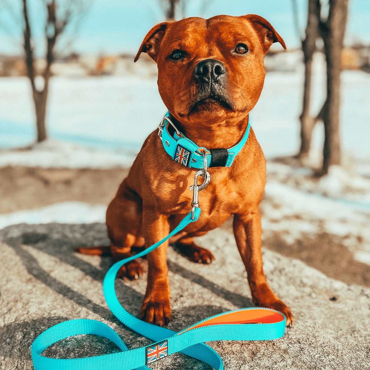 Padded Nylon Collar Staffordshire Bull Terrier®