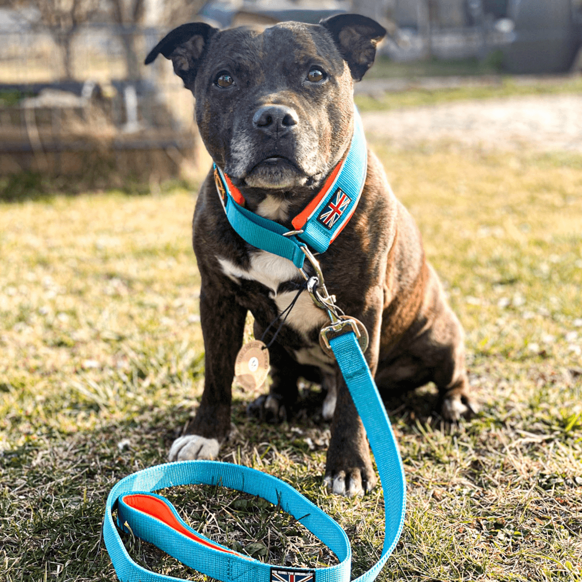 Staffordshire Bull Terrier 1935® Nylon Leash