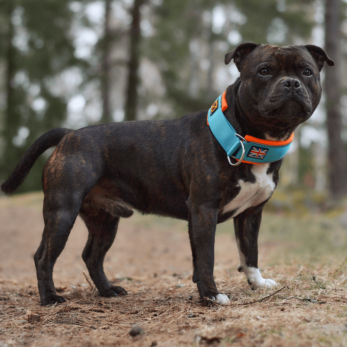 Staffordshire Bull Terrier 1935® Martingale Collar 