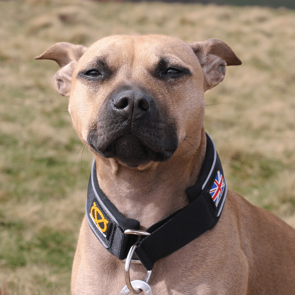 Martingale Half Choke Collar Staffordshire Bull Terrier 1935®