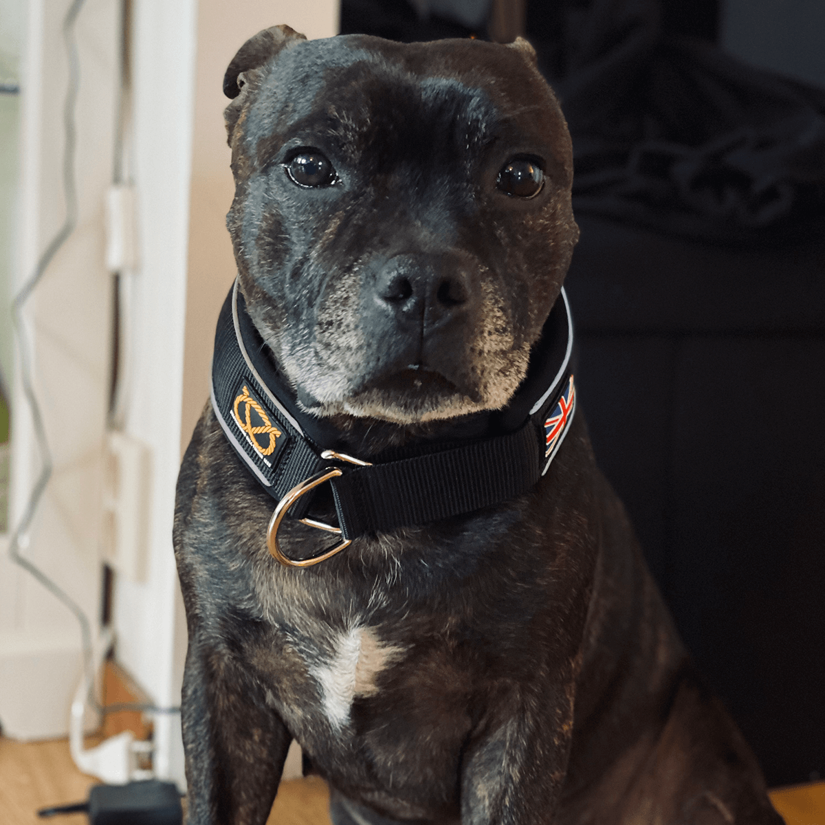 Martingale Collar - Staffordshire Bull Terrier 1935®