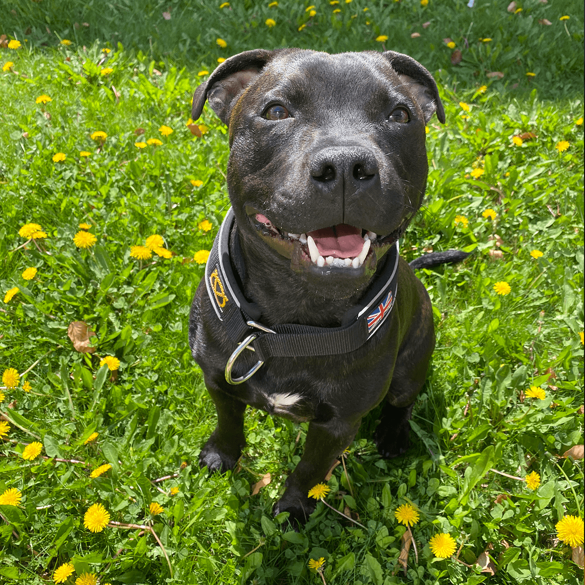 Martingale Collar - Staffordshire Bull Terrier 1935®