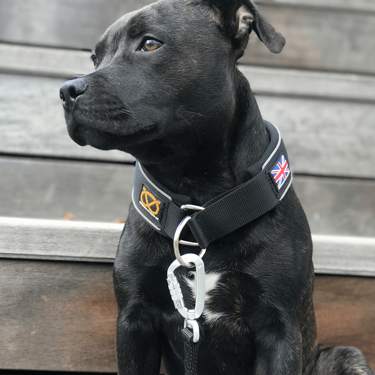 Martingale Collar - Staffordshire Bull Terrier 1935®