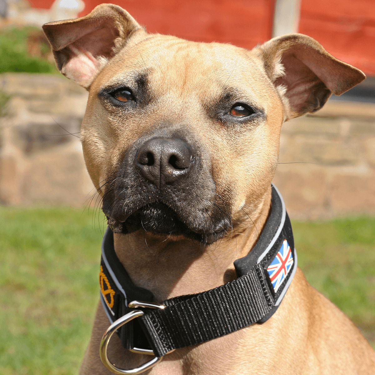 Martingale Collar - Staffordshire Bull Terrier 1935®